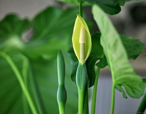 滴水观音,神秘植物与民间传说